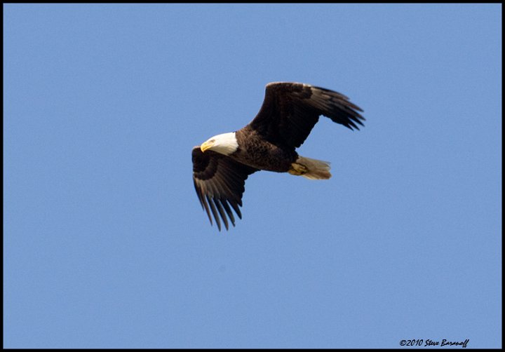 _0SB6728 american bald eagle.jpg